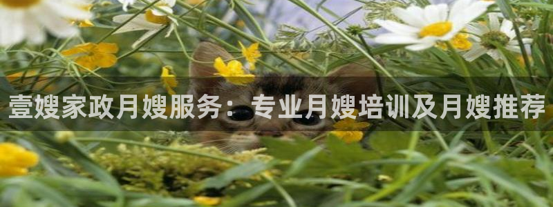 杏悦平台线路测速